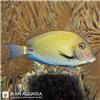 The-White-freckled-Surgeonfish