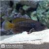 گروپر خال آبی (Blue Dot Grouper )