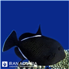 ماشه ماهی مشکی هندی (Black Triggerfish)