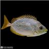 Edit_marine_fish_photo_202608081221