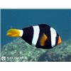 دلقک ماهی کلارکی استرالیایی (Australlian Clarki Fish)
