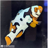 دلقک ماهی هلمت(Helmet Clownfish)
