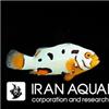 دلقک ماهی هلمت(Helmet Clownfish)