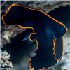 Pinnatus-Batfish