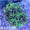 تورچ دراگون سول ( Torch Coral )