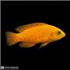 Edit_marine_fish_photo_202608131205
