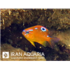 دامسل بونانگ (Bonang Damselfish)
