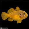 Editing_marine_fish_photo_202608081040
