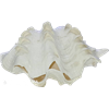 صدف دو کفه ای (Shell)