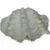 صدف دو کفه ای (Shell)