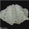 صدف دو کفه ای (Shell)