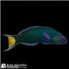 3001-639218798962964992Edit-marine-fish-photo-202608091344