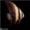 Edit_marine_fish_photo_catalog_202608061054