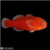 Edit_marine_fish_photo_catalog_202608061103