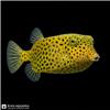 Edit_marine_fish_photo_catalog_202608061102
