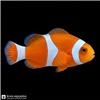Fish_on_black_background_202608241523