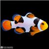 Fish_isolated_on_black_background_202608241530