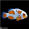 Fish_on_black_background_202608241539
