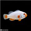 Fish_on_black_background_202608241548