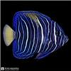Edit_marine_fish_photo_catalog_202608251021