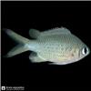 Fish_against_black_background_202608251048