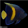 Edit_marine_fish_photo_catalog_202608251041