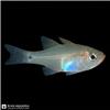 Enhance_fish_background_and_color_20260927154851