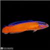 Fish_background_removal_and_colo…_20260927155755