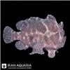 fish_on_black_background_202607211207