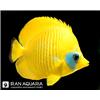 پروانه ماهی سمیلارواتوس (Bluecheek butterflyfish)