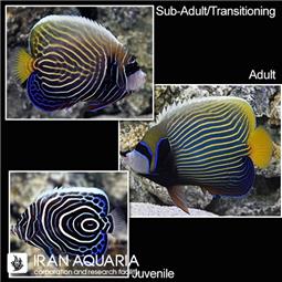 Emperor Angelfish