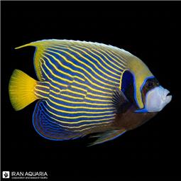 Emperor Angelfish