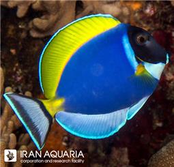 جراح ماهی پادر بلو ( powder blue tang )