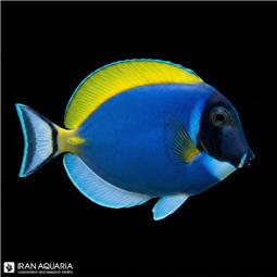 جراح ماهی پادر بلو ( powder blue tang )