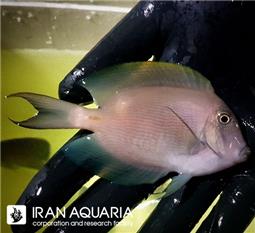 جراح ماهی تومینی ( tomini surgeonfish )