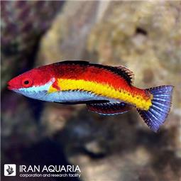 راس تامارین خال آبی ( blue spotted tamarin wrasse )