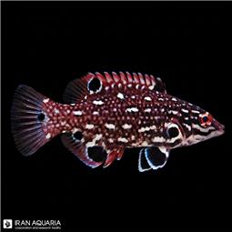 هاگ جواهری ( diana hogfish )  سایز M