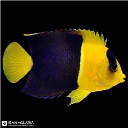 فرشته بایکالر ( Bicolor angelfish )