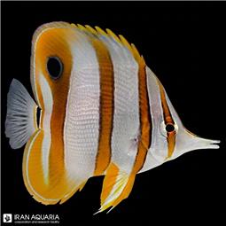 پروانه ماهی اوریگا  ( auriga butterflyfish )