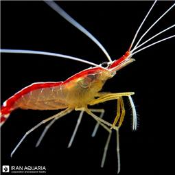 میگو کلینر ( cleaner shrimp ) سایز L
