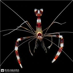 میگو آتشین ( fire shrimp ) سایز L