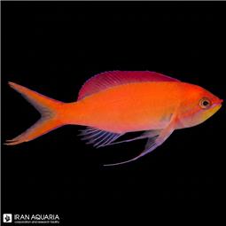 آنتیاس دیسپار ( dispar anthias ) سایز L