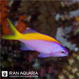 آنتیاس توکا ( Tuka Anthias ) سایز L