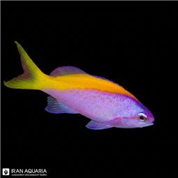 آنتیاس توکا ( Tuka Anthias ) سایز L