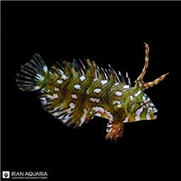 راس دراگون بالغ ( Rockmover wrasse ) سایز L