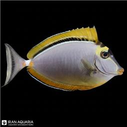 ناسو الگانس ( Naso elegans )  سایز   show size 