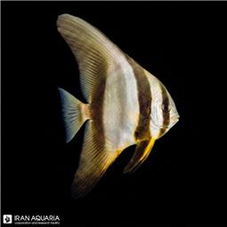 خفاش دست بلند ( teira batfish ) سایز XL