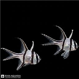 کاردینال بنگای  ( Banggai cardinalfish ) سایز L