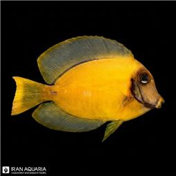 مارماهی ریبون مشکی  ( black ribbon eel ) سایز XL