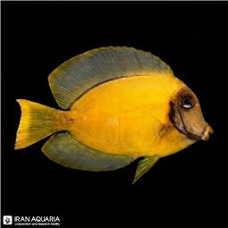 مارماهی ریبون مشکی  ( black ribbon eel ) سایز XL